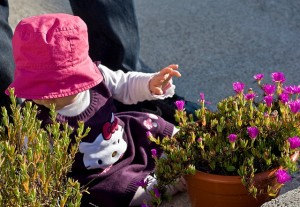 escolher flores